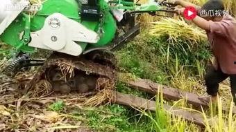 国产小型收割机视频,高效便捷的田间利器